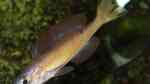 Aquarien mit Cyprichromis microlepidotus (Kleinschuppiger Kärpflingsbuntbarsch)
