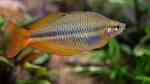 Regenbogenfische im Aquarium halten (Einrichtungsbeispiele für Melanotaeniidae)