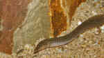 Aethiomastacembelus rosette im Aquarium (Einrichtungsbeispiele für Malawisee-Aale)