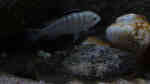 Labidochromis nkali im Aquarium halten (Einrichtungsbeispiele für Labidochromis nkali)