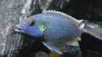 Aquarien mit Melanochromis lepidiadaptes (Einrichtungsbeispiele für Melanochromis sp. "northern blue")