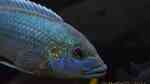 Aquarien mit Melanochromis lepidiadaptes (Einrichtungsbeispiele für Melanochromis sp. "northern blue")