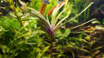 Eichhornia azurea im Aquarium pflegen (Einrichtungsbeispiele für Blaue Wasserhyazinthe)