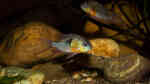 Einrichtungsbeispiele für die Haltung von Mikrogeophagus altispinosus (Bolivianischer Schmetterlingsbuntbarsch) im Aquarium
