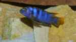 Einrichtungsbeispiele für Labidochromis sp. "mbamba"