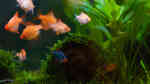 Aquarien mit Sumatrabarben (Puntigrus tetrazona)
