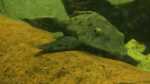 Pseudorinelepis genibarbis im Aquarium halten (Einrichtungsbeispiele für Rotbart Tannenzapfenwels)