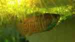 Aquarien mit Zwergfadenfischen (Colisa lalia)