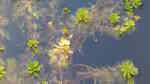 Myriophyllum verticillatum im Gartenteich pflegen (Einrichtungsbeispiele für Quirliges Tausendblatt)