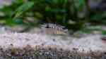 Aquarien mit Julidochromis transcriptus (Schwarzweißer Schlankcichlide)