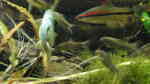 Einrichtungsbeispiele für Aquarien mit Puntius denisonii (Denisonbarbe / Rotstreifenbarbe / Rotstreifen-Torpedofisch)