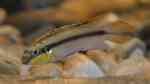 Pelvicachromis im Aquarium halten (Einrichtungsbeispiele für Pelvicachromis-Arten)