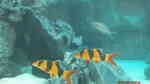 Prachtschmerle im Aquarium halten (Einrichtungsbeispiele für Chromobotia macracanthus)