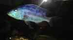 Einrichtungsbeispiele für die Haltung von Nimbochromis fuscotaeniatus im Aquarium