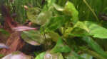 Aquarien mit Cryptocoryne pontederifolia (Herzblattwasserkelch)