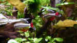 Aquarien mit Kardinalfischen (Tanichthys albonubes)
