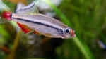 Aquarien mit Tanichthys micagemmae (Vietnamesischer Kardinalfisch)