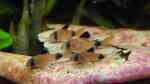 Seemandelbaumblätter im Aquarium (Ein Seemandelbaumblatt einsetzen)