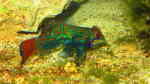 Aquarien mit Synchiropus splendidus (Mandarinfisch)