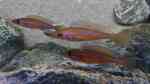 Aquarien mit Paracyprichromis nigripinnis (Neon-Kärpflingscichlide)