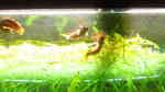 Channa bleheri im Aquarium halten (Einrichtungsbeispiele für Regenbogen-Schlangenkopf)