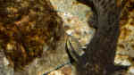 Synodontis njassae im Aquarium halten (Einrichtungsbeispiele für Njassa-Fiederbartwels)