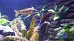 Aquarien mit Julidochromis dickfeldi (Dickfelds Schlankcichlide)