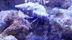 Aquarien mit Clibanarius tricolor (Blaubein-Einsiedlerkrebs)