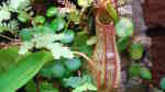 Kannenpflanzen im Terrarium pflegen (Terrariumbeispiele mit Nepenthes-Arten)