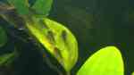 Aquarien mit Corydoras elegans (Schraffierter Panzerwels)