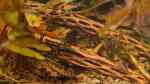 Aquarien mit Corydoras adolfoi (Adolfos Panzerwels)