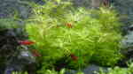 Aquarien mit Proserpinaca palustris
