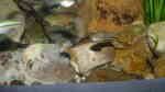 Xiphophorus kallmani im Aquarium halten (Einrichtungsbeispiele für Messingschwertträger)