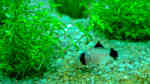 Aquarien für Corydoras panda (Panda-Panzerwels)