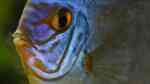 Diskusfische im Aquarium halten (Einrichtungsbeispiele mit Symphysodon)
