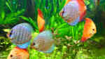 Diskusfische im Aquarium halten (Einrichtungsbeispiele mit Symphysodon)