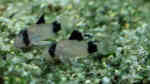 Aquarien für Corydoras panda (Panda-Panzerwels)
