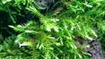 Aquarien mit Fontinalis hypnoides