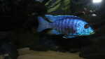 Einrichtungsbeispiele mit Copadichromis azureus (Azur-Cichlide)