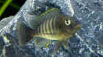 Petrochromis famula im Aquarium (Einrichtungsbeispiele für Petrochromis famula)