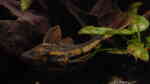 Aquarien mit Cochliodon basilisko (Roter Schilderwels)