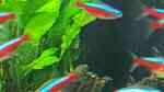 Aquarien mit Paracheirodon axelrodi (Roter Neon)