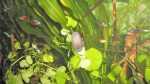 Schnecken im Aquarium halten (Einrichtungsbeispiele mit Schnecken)