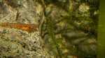 Rhinogobius zhoui im Aquarium halten (Einrichtungsbeispiele für Flammengrundeln)