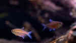 Hemigrammus coeruleus im Aquarium halten (Einrichtungsbeispiele für Roter Chamäleonsalmler)