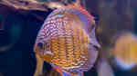 Aquarien mit Symphysodon aequifasciatus