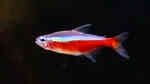 Aquarien mit Paracheirodon axelrodi (Roter Neon)