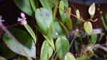 Begonia im Terrarium pflegen (Terrariumbeispiele für Schiefblatt)