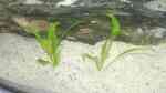 Aquarien mit Echinodorus parviflorus (Schwarze Amazonas-Schwertpflanze)