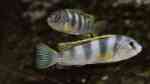 Einrichtungsbeispiele für Aquarien mit Labidochromis sp. perlmutt